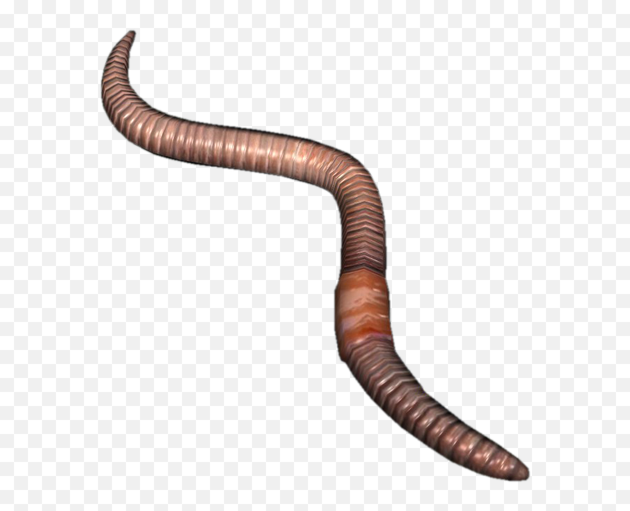 Earthworm Worm Png - Earth Worm Png,Worm Png