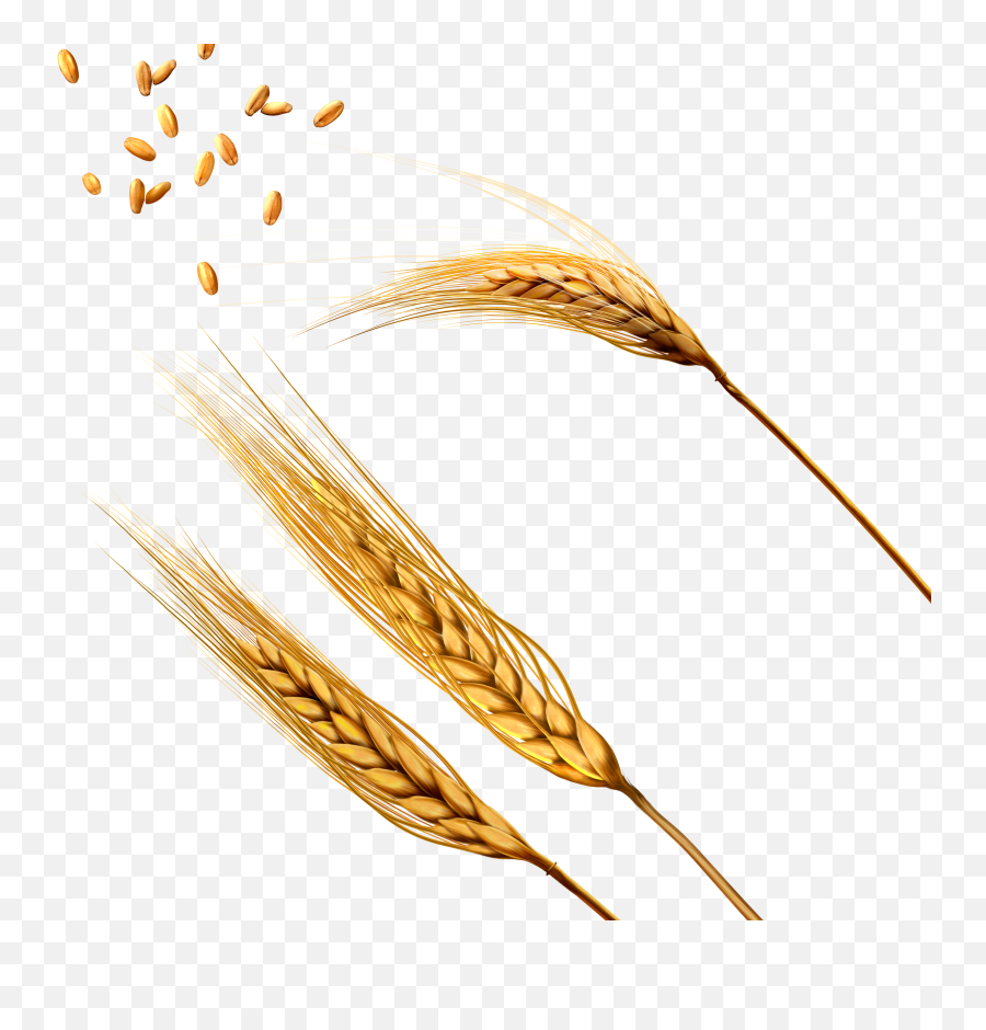 Wheat Png Image - Wheat Png,Wheat Transparent Background