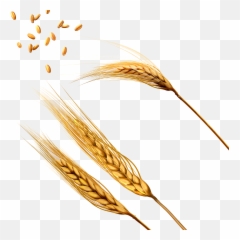 Wheat Png Image