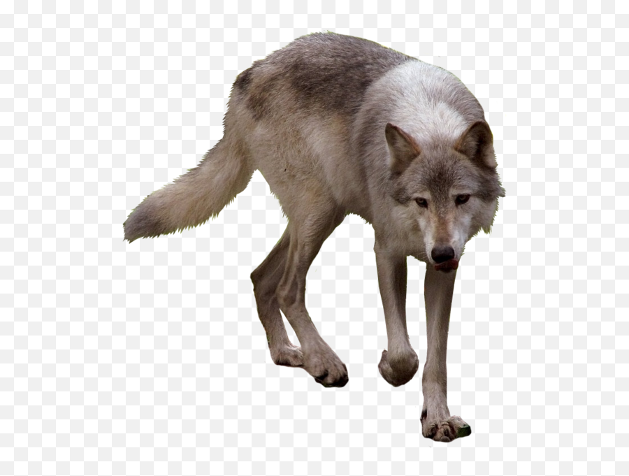 Psd Official Psds - Timber Wolf Transpar 1105584 Png Timber Wolf Transparent,Timber Png