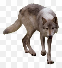 Psd Official Psds - Timber Wolf Transpar 1105584 Png Timber Wolf Transparent,Timber Png