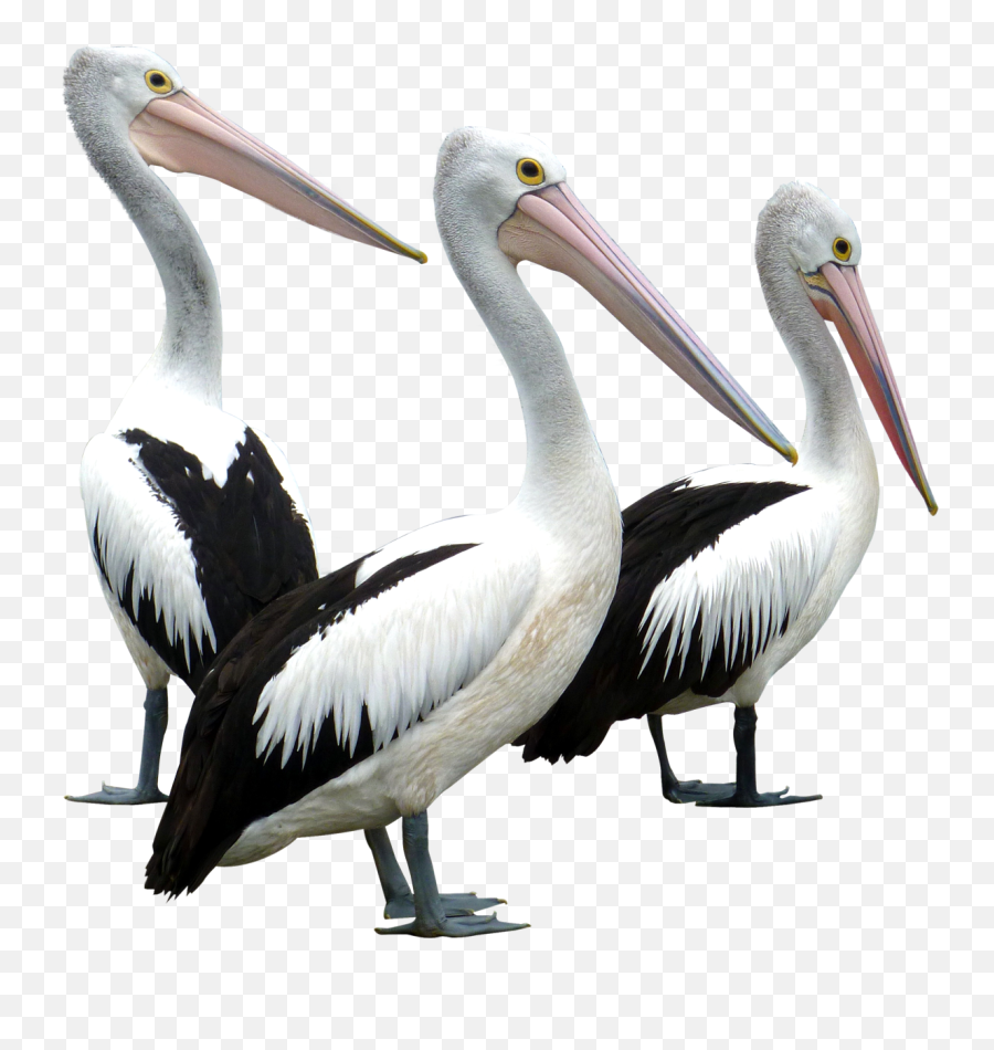 African Bird Png Image - Pngpix Pelican Bird Png,Bird Png Transparent