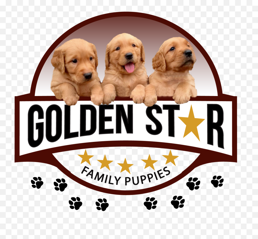 Golden Star Family Puppies North Carolina - Sierra De Cebollera Natural Park Png,Golden Retriever Transparent