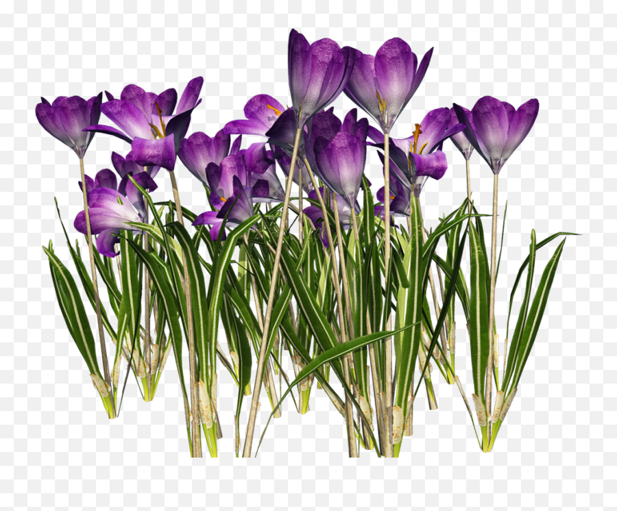 Free Crocus Cliparts Download Clip Art - Flower May Clip Art Png,Violets Png