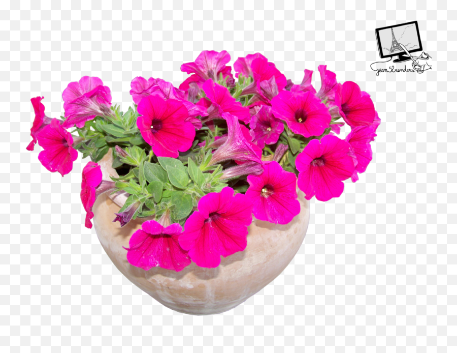 Flowers In Pots - Flowerpot Png,Flower Pot Png