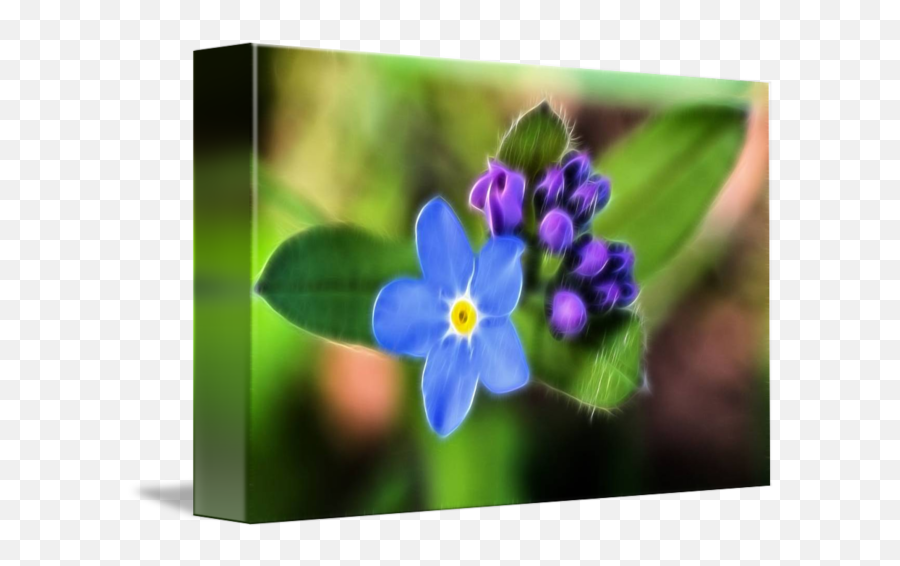 Forget Me Not By Rosemarie Weidmann - Alpine Png,Forget Me Not Png