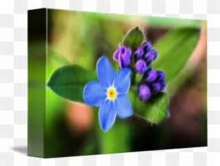 Forget Me Not By Rosemarie Weidmann - Alpine Png,Forget Me Not Png