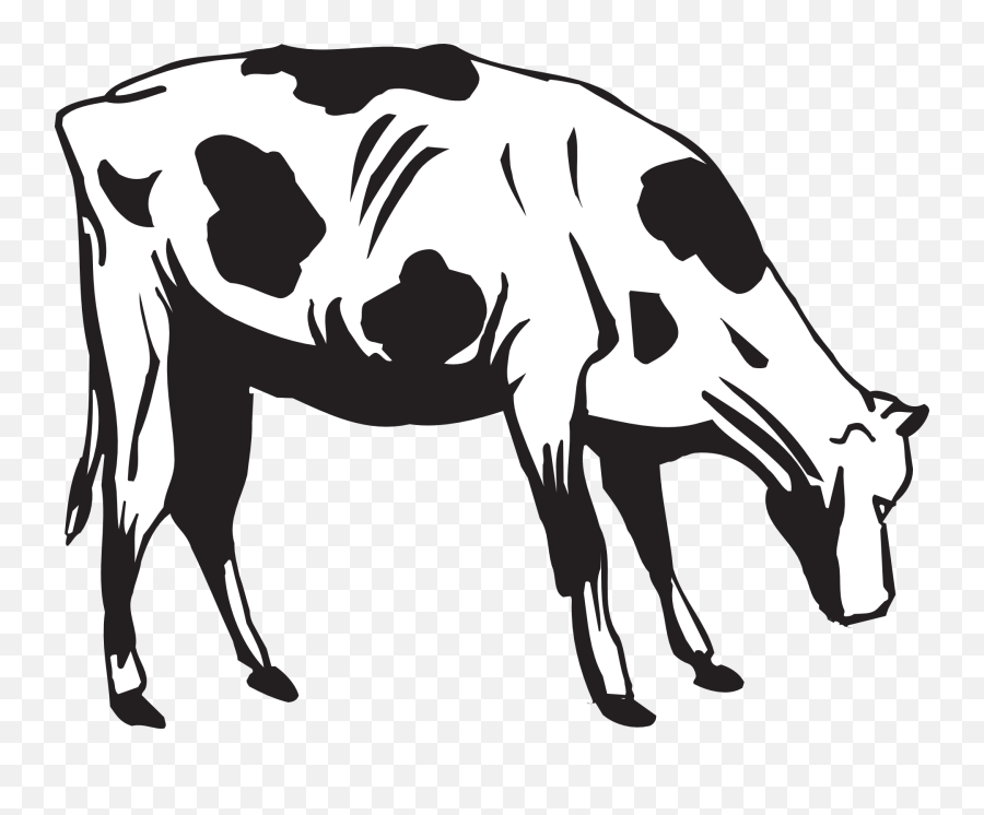 Cow Grazing Eating - Free Vector Graphic On Pixabay Cow Eating Grass Cartoon Transparent Png,Eat Png