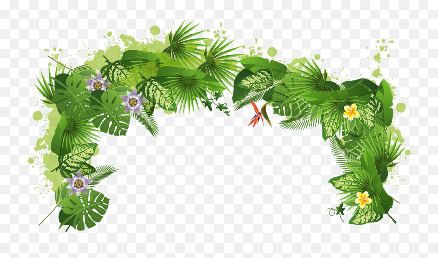 Tree Plant Tropical Rainforest - Tropical Rainforest Png,Rainforest Png