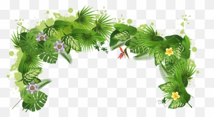 Tree Plant Tropical Rainforest - Tropical Rainforest Png,Rainforest Png