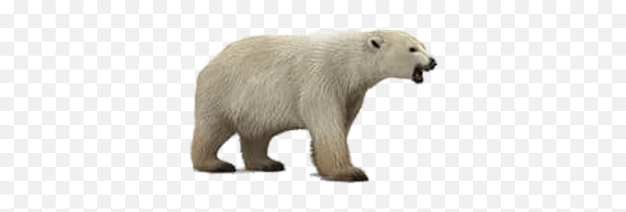 Roaring Polar Bear Transparent Png - Polar Bear Png,Polar Bear Transparent Background