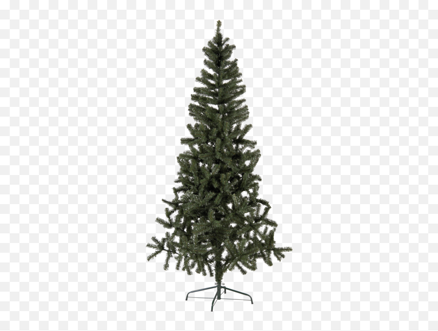 Christmas Tree Canadian - Christmas Tree Png,Christmas Tree Star Png