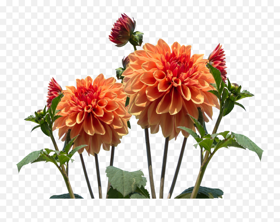Png Images Dahlia 25png Snipstock - Real Flowers Transparent Background,Chrysanthemum Png