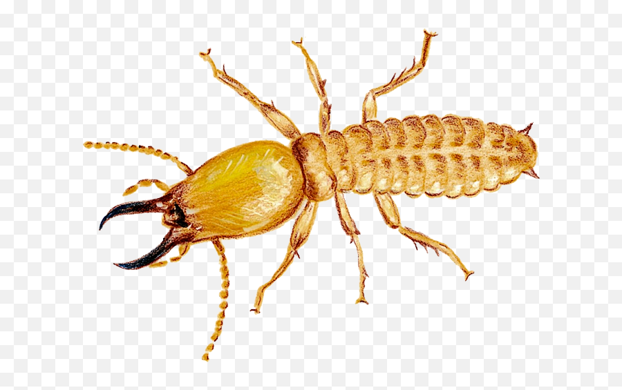 Termite Png Photo - Transparent Termite Png,Termite Png