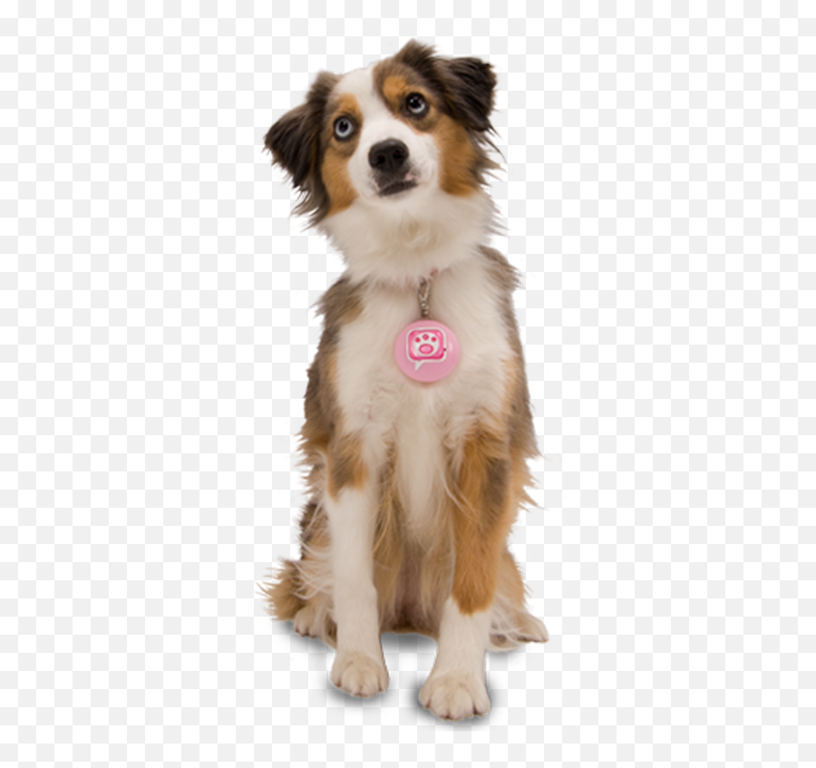 Download Hd Cute Dog Png - Dog Png For Editing,Cute Dog Png