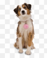 Download Hd Cute Dog Png - Dog Png For Editing,Cute Dog Png