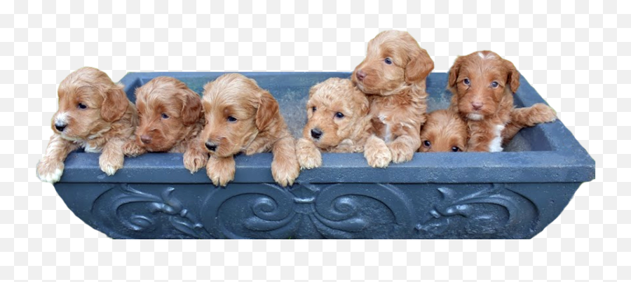 Blue Ridge Labradoodles - Toy Dog Png,Puppies Png