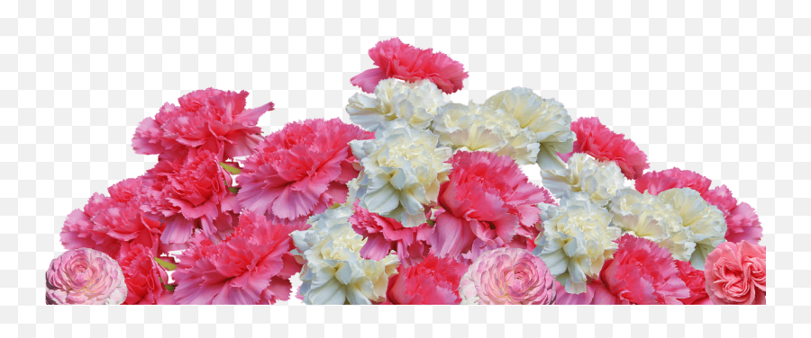 Carnation Comeback The Tallest Tulip - Carnation Bouquet Transparent Png,Carnation Png