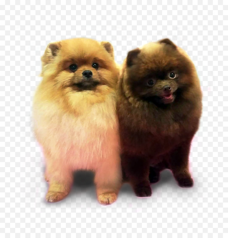 Png Download - Pomerániai Png,Pomeranian Png