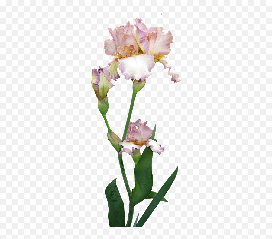 Iris Plant Flower - Iris Blowming Transparent Background Png,Iris Flower Png