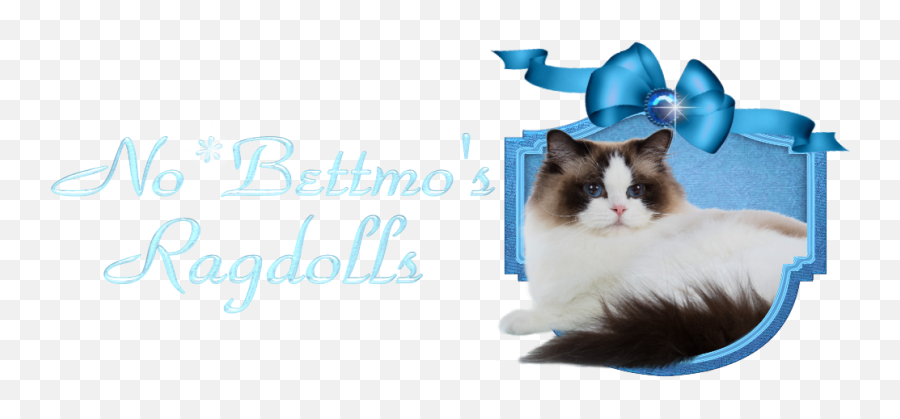 A Norwegian Based Ragdoll Cattery - Himalayan Cat Png,Ragdoll Logos