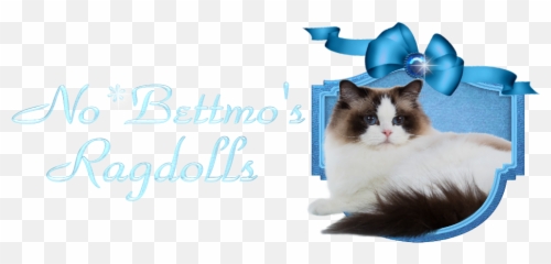A Norwegian Based Ragdoll Cattery - Himalayan Cat Png,Ragdoll Logos