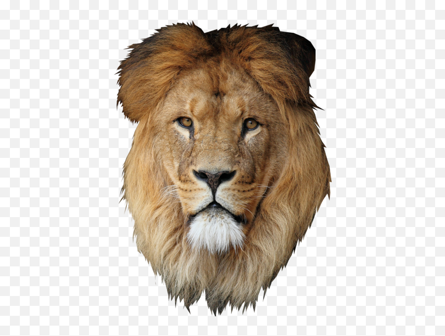 Lion Desktop Wallpaper Cecil - Lion Mane Transparent Background Png,Lion Transparent