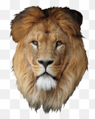 Lion Desktop Wallpaper Cecil - Mane Transparent Background png
