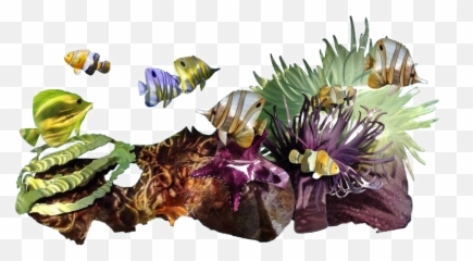 Hd Free Download Coreales Png Clipart - Bunga Karang Png,Ocean Clipart Png