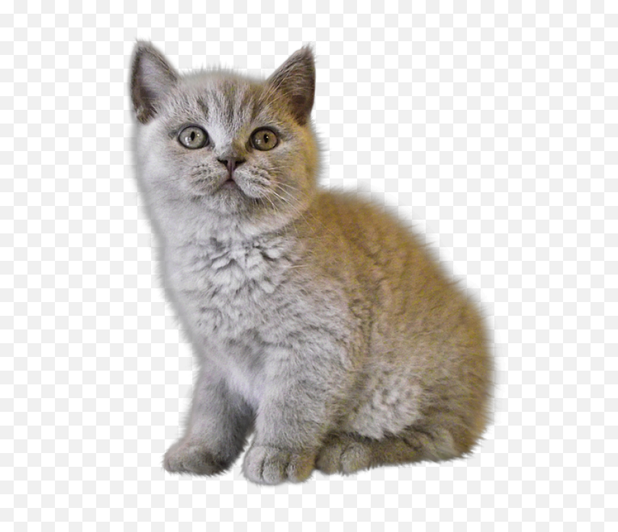 Png Cats - Sad Kitten Png,Kitten Transparent Background