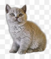 Png Cats - Sad Kitten