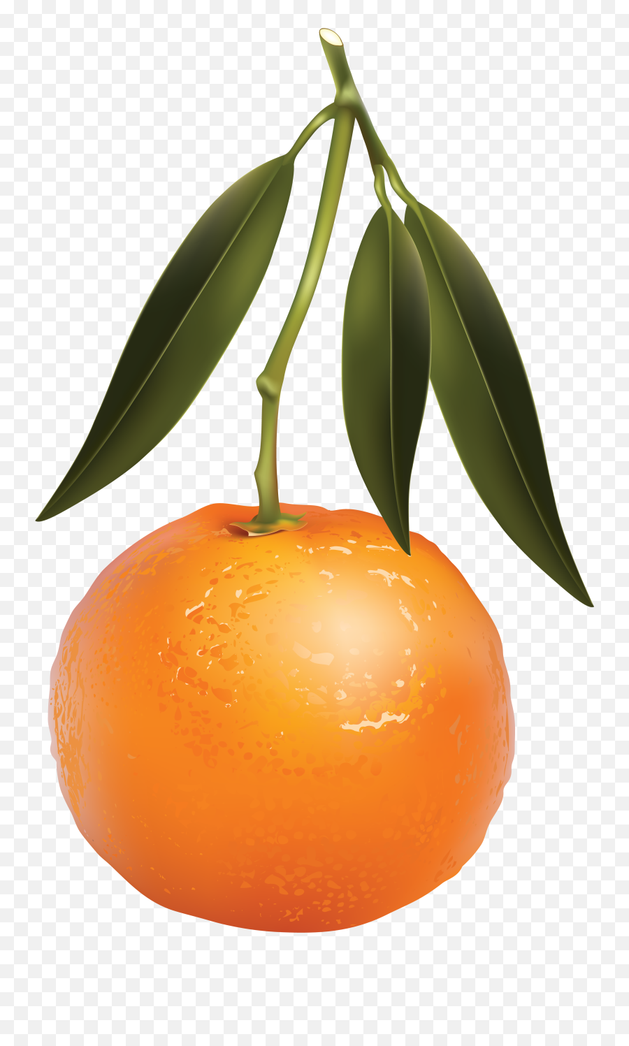 Mandarin Png Images Free Download - Mandarin Orange,Orange Tree Png