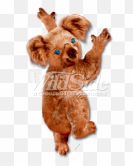 Koala Bear Hanging - Koala Full Size Png Download Seekpng Eurasian Red Squirrel,Koala Png