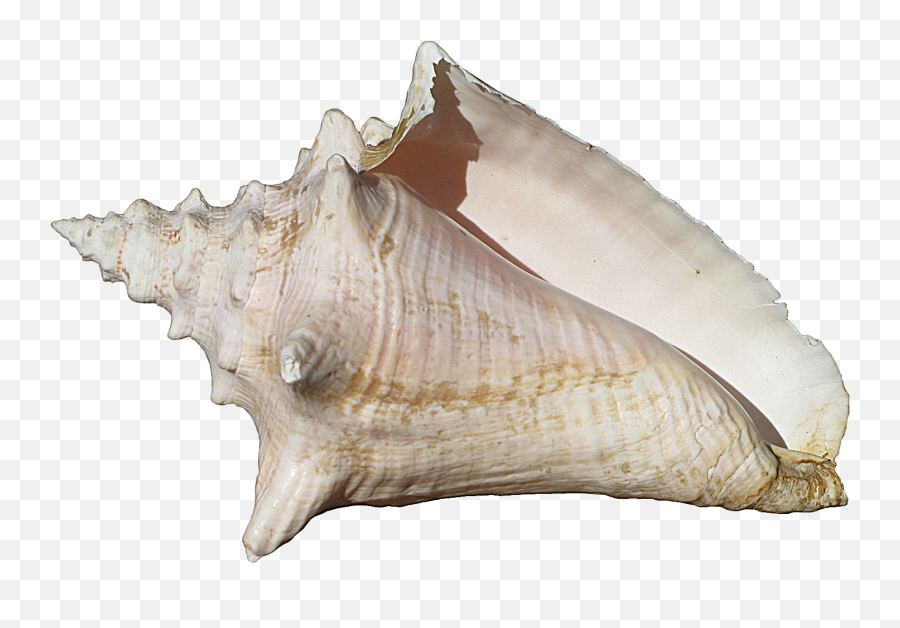 Conch Shell - Conch Shell Png,Shell Png
