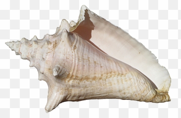 Conch Shell - Conch Shell Png,Shell Png