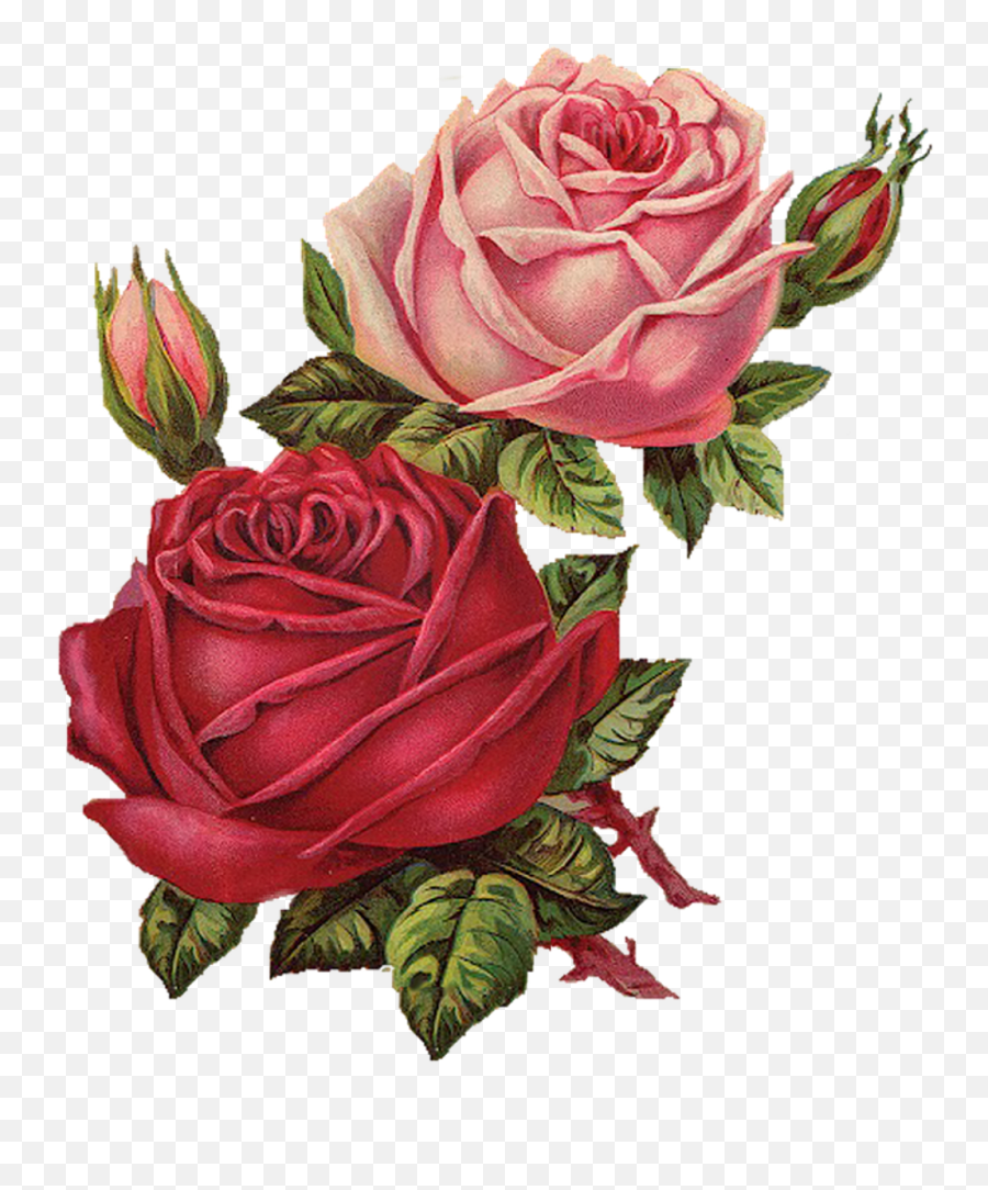 Download Flower Flowers Flores Vintage Flor Rosa Rosespink - Rose Vintage Flower Sticker Png,Rose Transparent