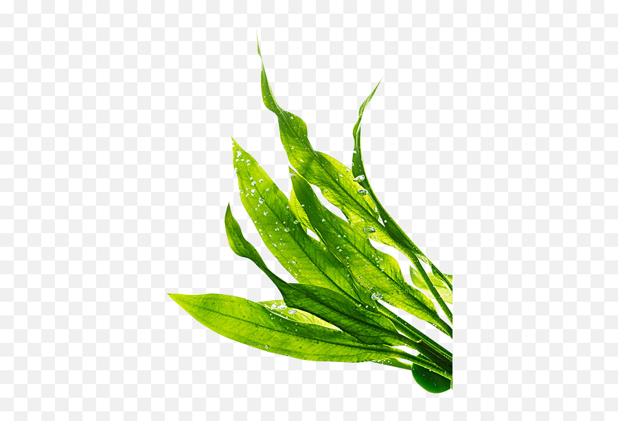 Plant Collagen Seaweed - Sea Algae Png,Seaweed Png