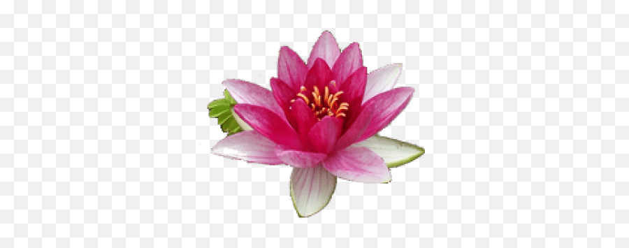 Water Lily Png Transparent Images Free Download Clip Art - Water Lily Flower,Lily Transparent Background