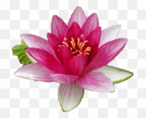 Water Lily Png Transparent Images Free Download Clip Art - Water Lily Flower,Lily Transparent Background