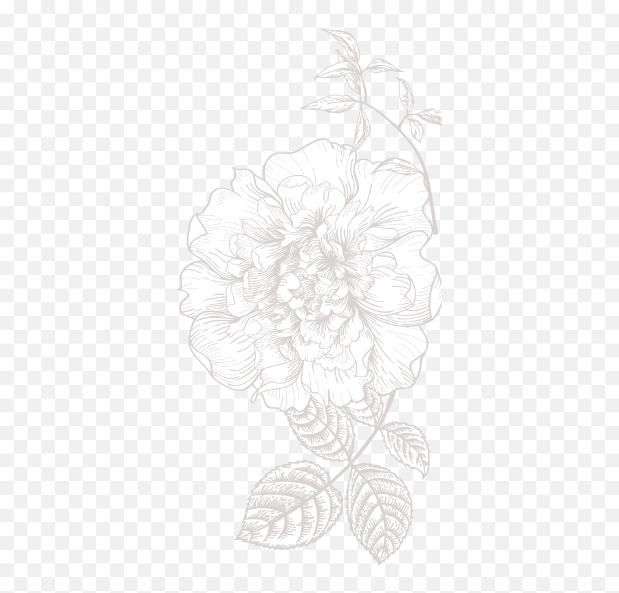Free Black And White Flower Illustration Download Clip - Flower Illustration Png White,Flower Illustration Png