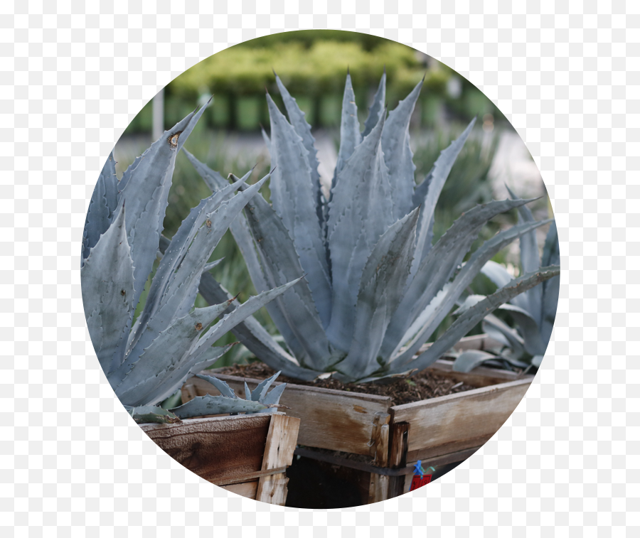 Swn - Agave Southwest Nursery Wholesale Landscaping Agave Azul Png,Agave Png