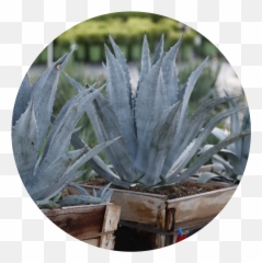 Swn - Agave Southwest Nursery Wholesale Landscaping Agave Azul Png,Agave Png
