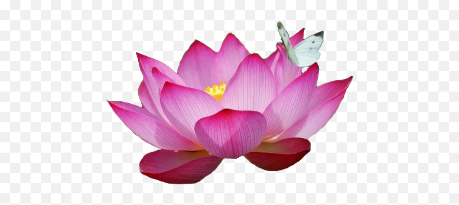 Most Beautiful Lotus Flower - Most Beautiful Red Lotus Flower Png,Lotus Flower Png