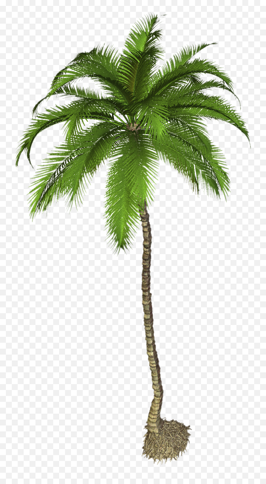 Download Palm Tree Png Pic - Coconut Palm Tree Png,Palmtree Png