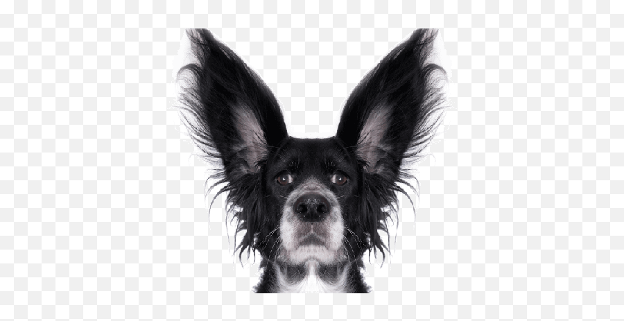 Dog Ear Crop - Funny Dog Transparent Background Png,Dog Ears Png