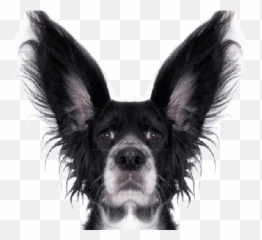 Dog Ear Crop - Funny Dog Transparent Background Png,Dog Ears Png