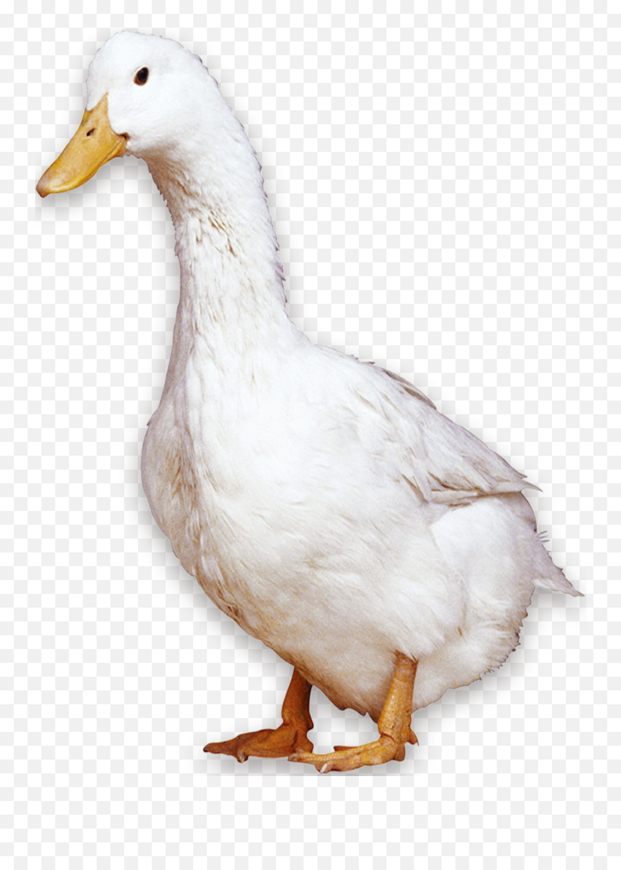 American Pekin Peking Duck Bird - Pekin Duck Png,Geese Png