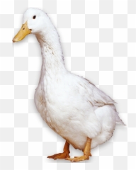 American Pekin Peking Duck Bird - Pekin Duck Png,Geese Png