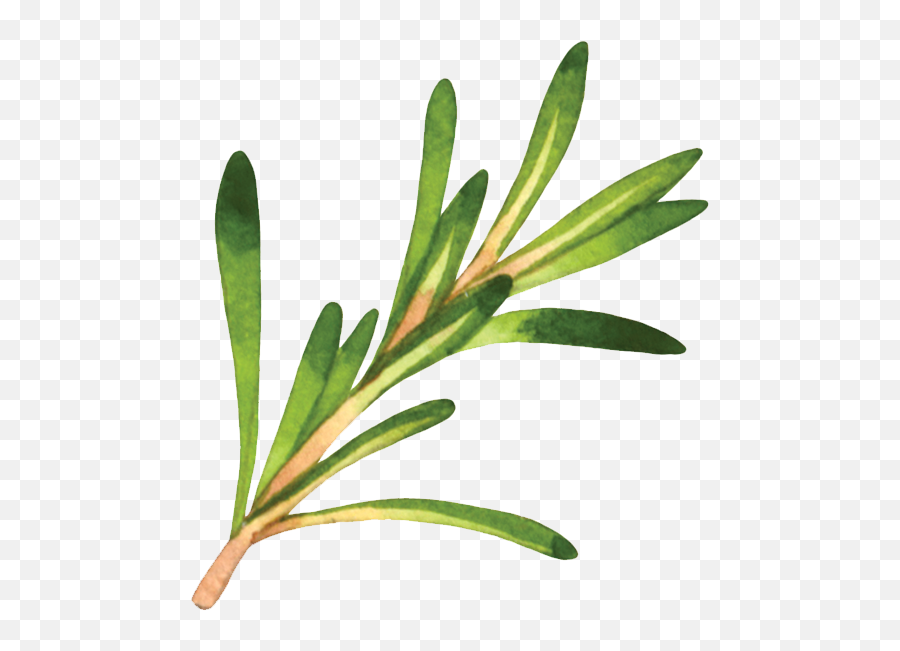 Rosemary - Lani Muelrath Mindful Active Vegan Living Daphnes Png,Rosemary Png