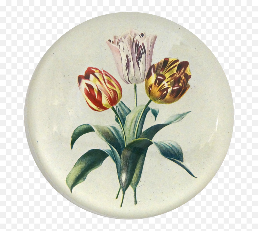 3 Tulips - Vintage Tulip Prints Png,Tulips Png
